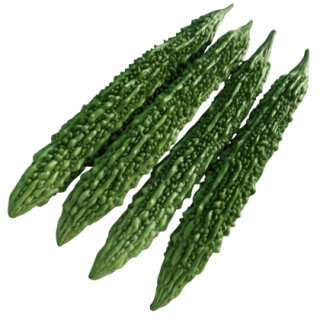 Kewal Bitter Gourd From Known You Seed (India)-KYI